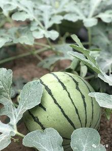 今日吃瓜热门大瓜必看大瓜网红