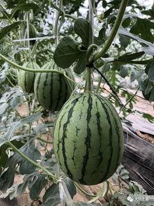 今日吃瓜热门大瓜必看大瓜网红